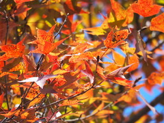 Liquidambar formosana