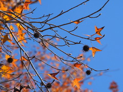 Liquidambar formosana