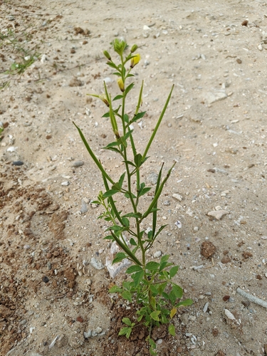 Asian Spiderflower