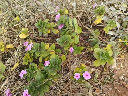 Madagascar Periwinkle