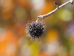 Liquidambar formosana