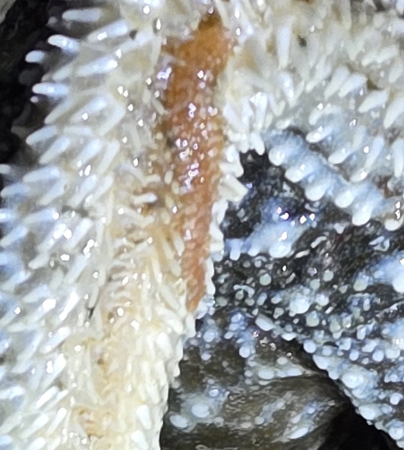 Arctonoe fragilis (Baird, 1863)