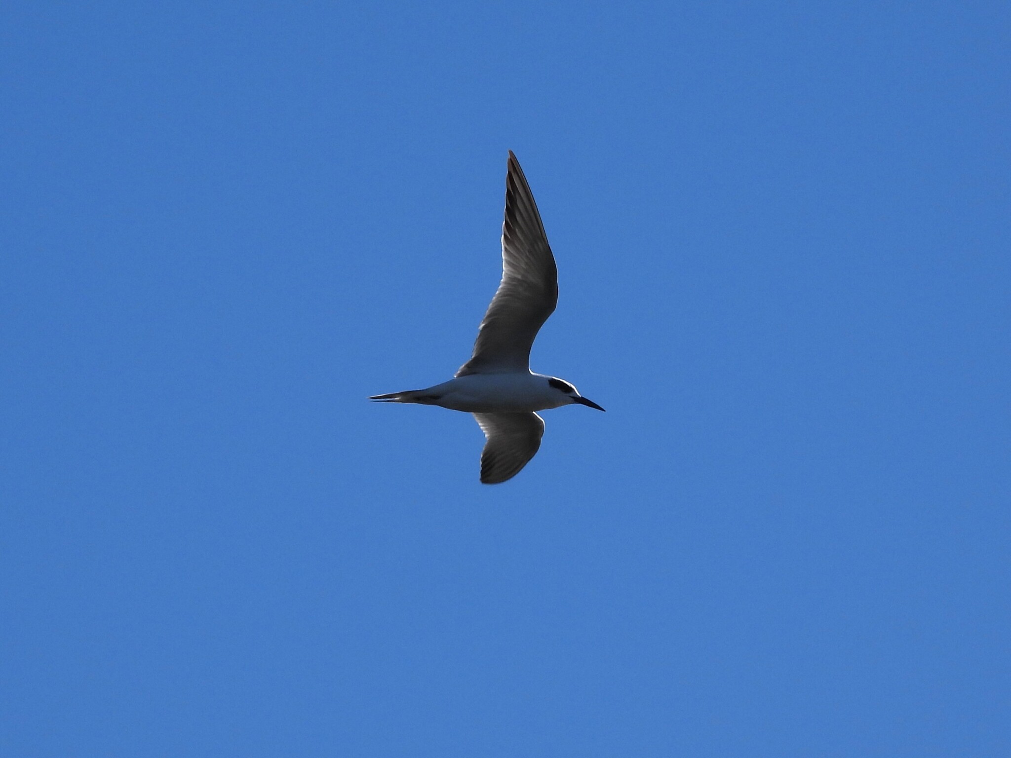 Forster's Tern (Sterna forsteri), photo 3