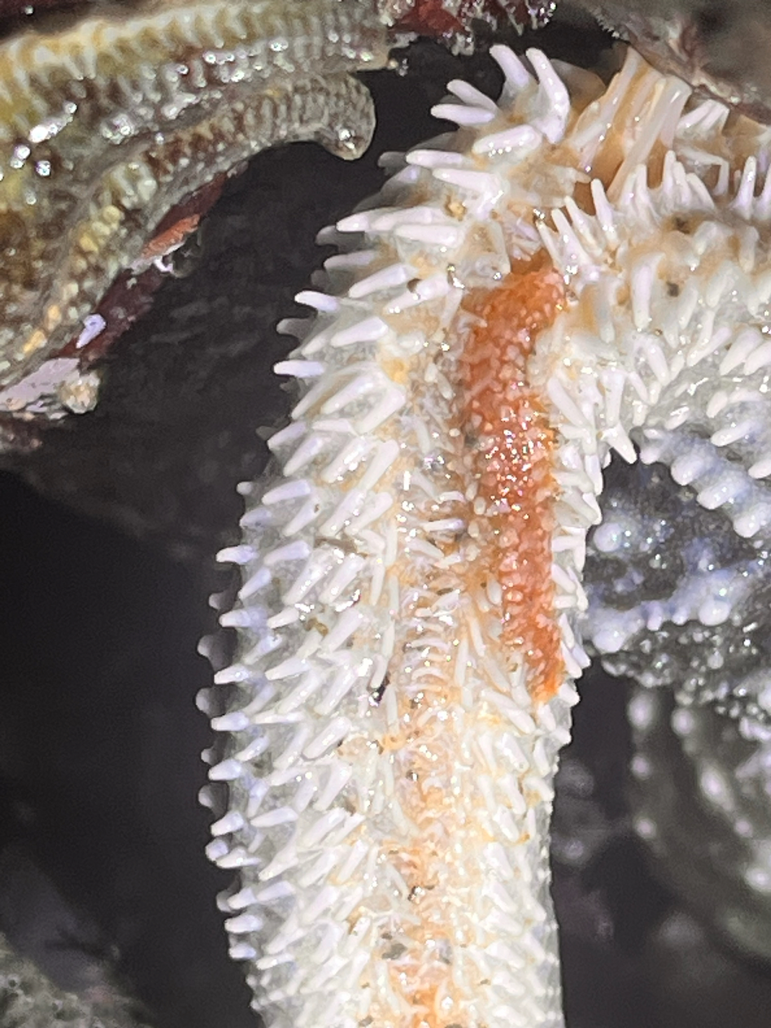 Arctonoe fragilis (Baird, 1863)