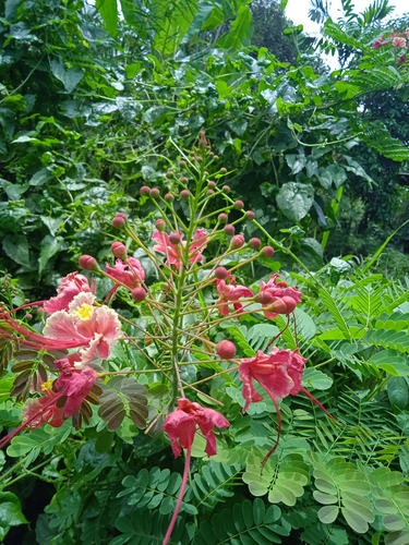 Caesalpinia pulcherrima