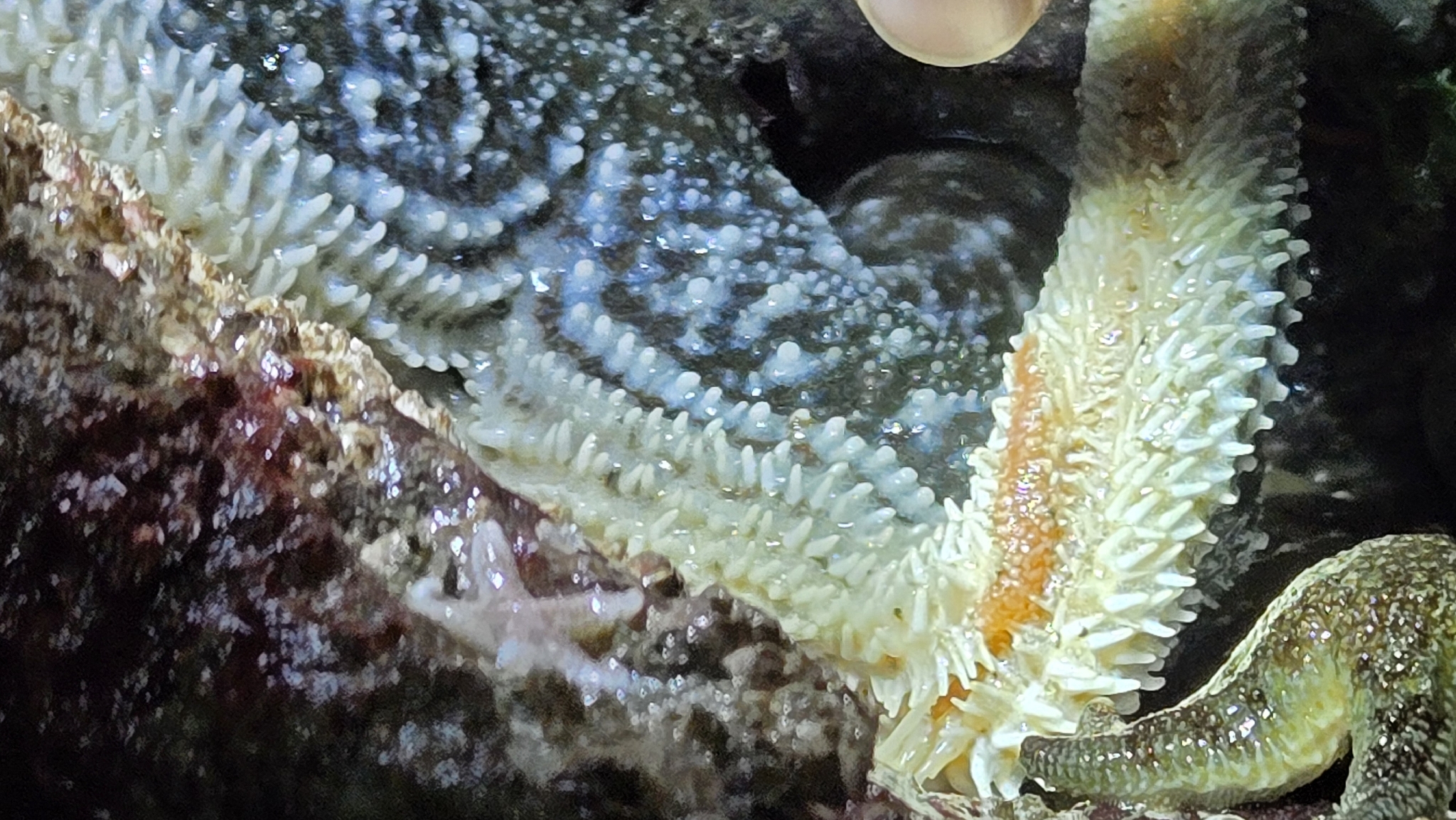 Arctonoe fragilis (Baird, 1863)