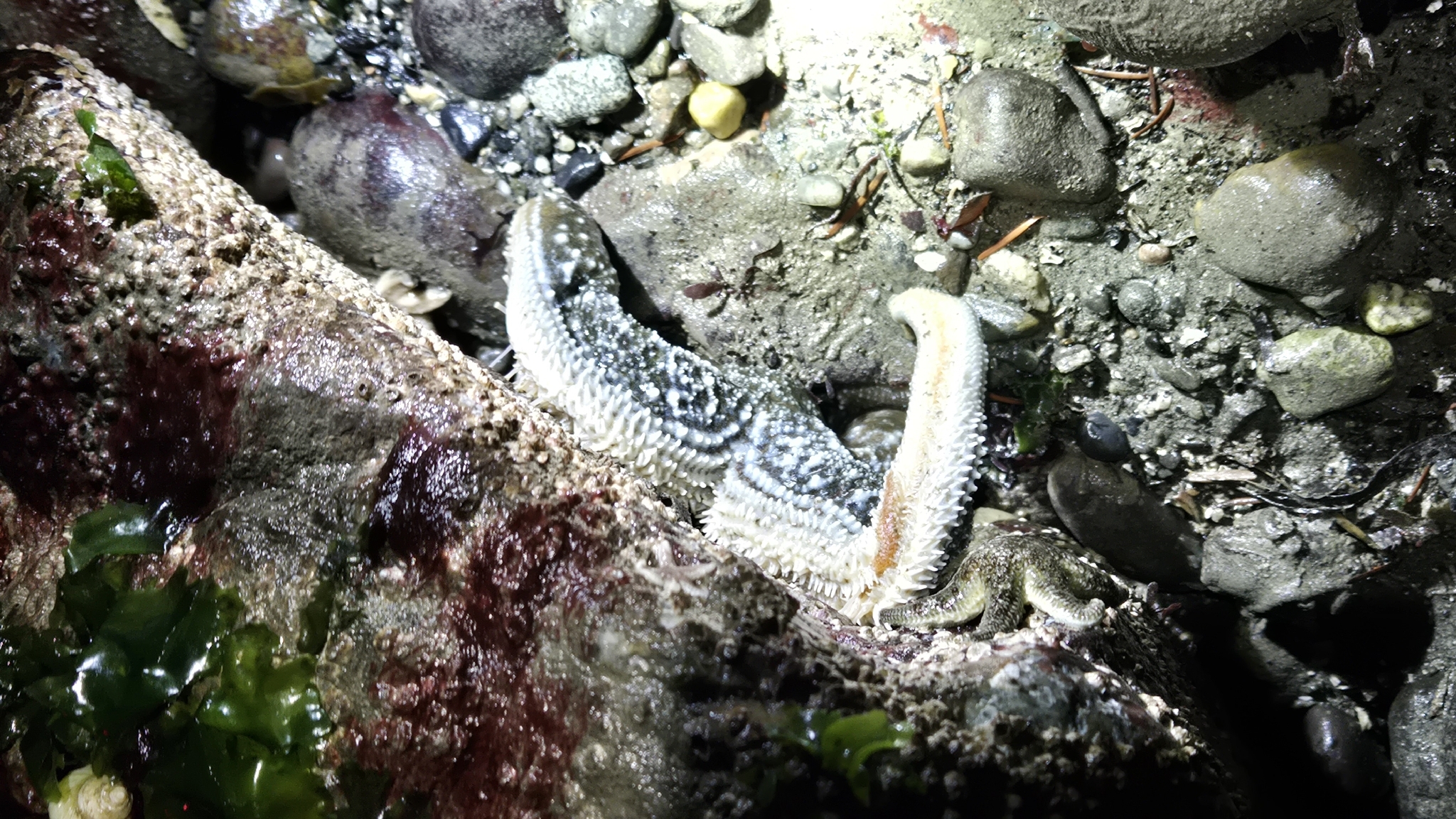 Arctonoe fragilis (Baird, 1863)