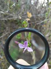 Carlowrightia