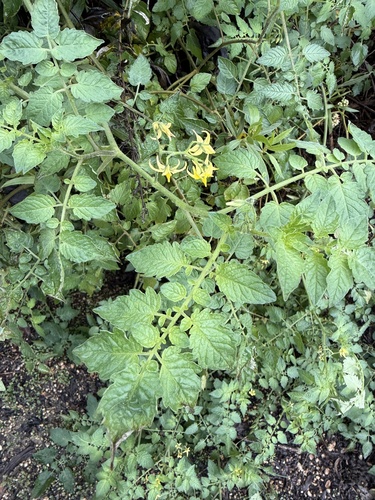 iNaturalist observation photo of tomato