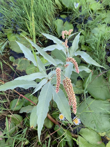 Senegalese Knotgrass