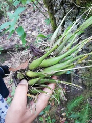 Prosthechea ochracea