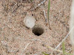 Alopecosa marikovskyi