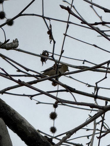 iNaturalist observation photo of American Goldfinch