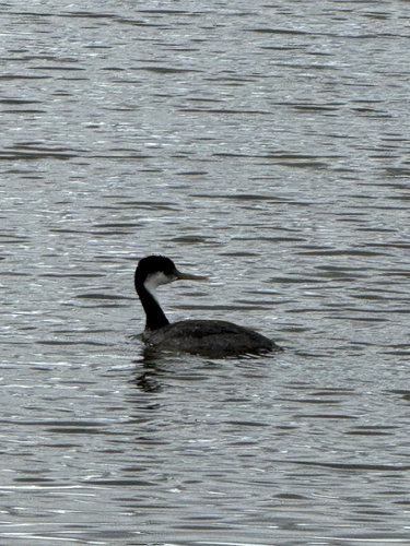 iNaturalist observation photo of Western Grebe