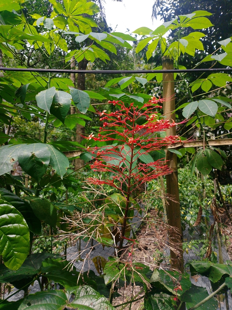 pagoda-flower (Clerodendrum paniculatum)