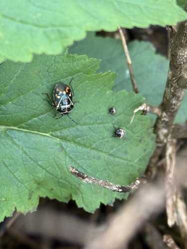 iNaturalist observation photo of Harlequin Bug