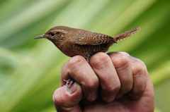 Troglodytes aedon brunneicollis