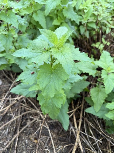 iNaturalist observation photo of California beeplant