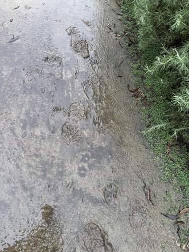 iNaturalist observation photo of Common Raccoon