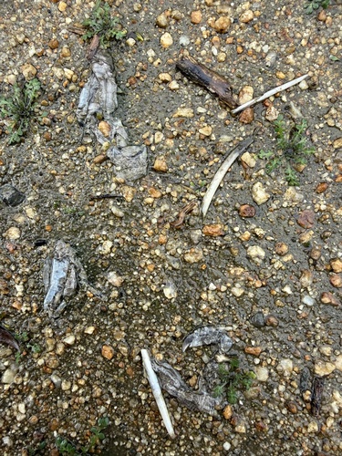 iNaturalist observation photo of Lizards