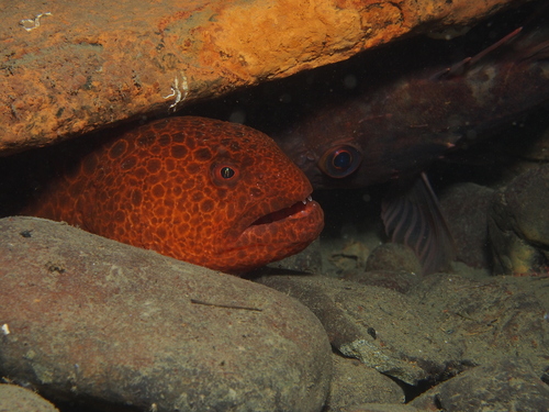 Wolfaal (Anarrhichthys ocellatus) — Anarhichadidae — 5