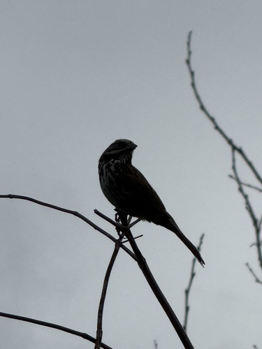 iNaturalist observation photo of Song Sparrow