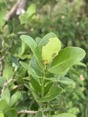 Pleurostylia