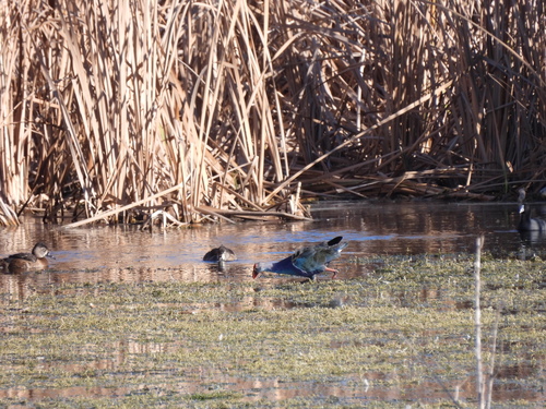Purple Swamphen (Porphyrio porphyrio), photo 4