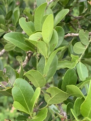Pleurostylia