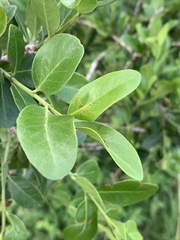 Pleurostylia