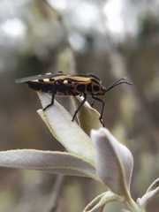 Sephina vinula