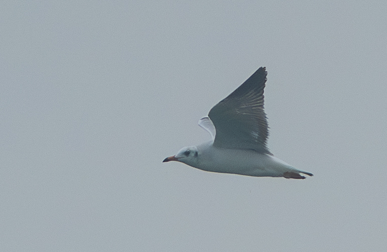 Brown-headed Gull (Chroicocephalus brunnicephalus), photo 2