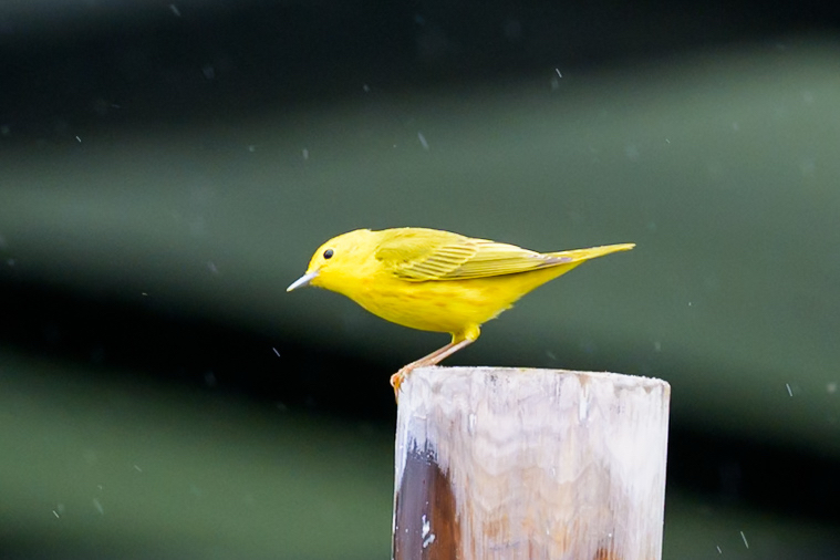 American Yellow Warbler (Setophaga aestiva), photo 4