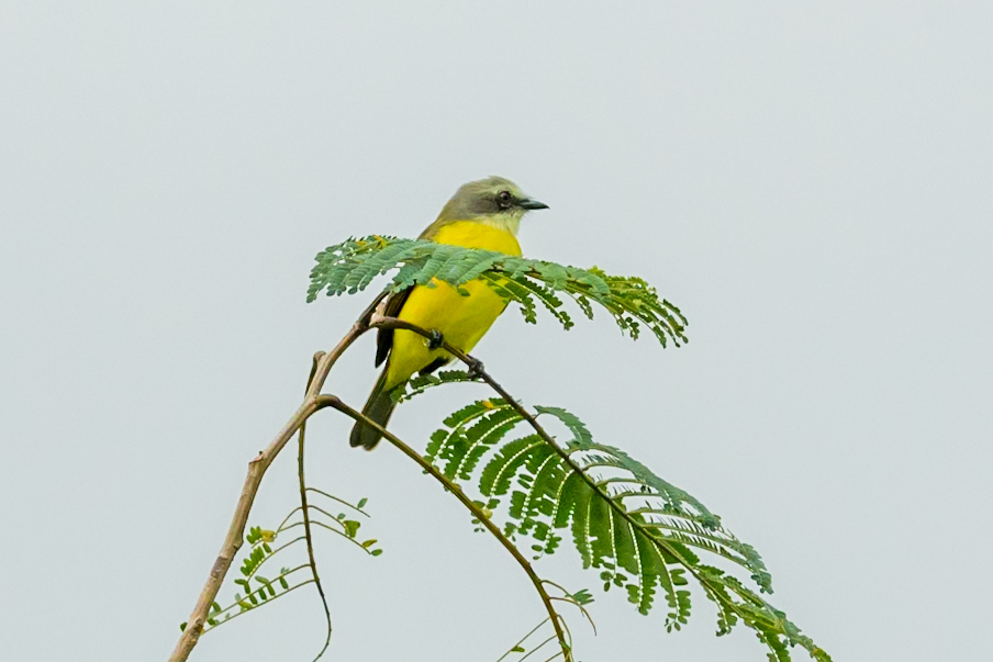 Grey-capped Flycatcher (Myiozetetes granadensis), photo 1