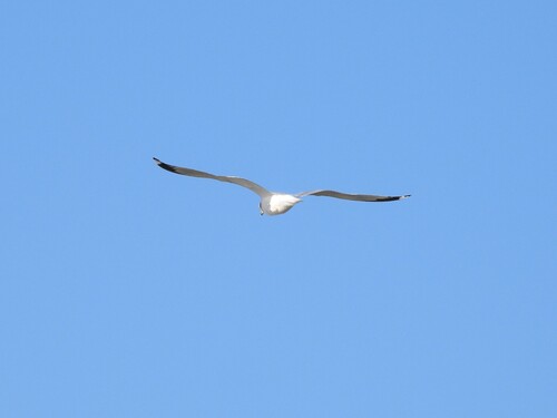 Ring-billed Gull (Larus delawarensis), photo 2