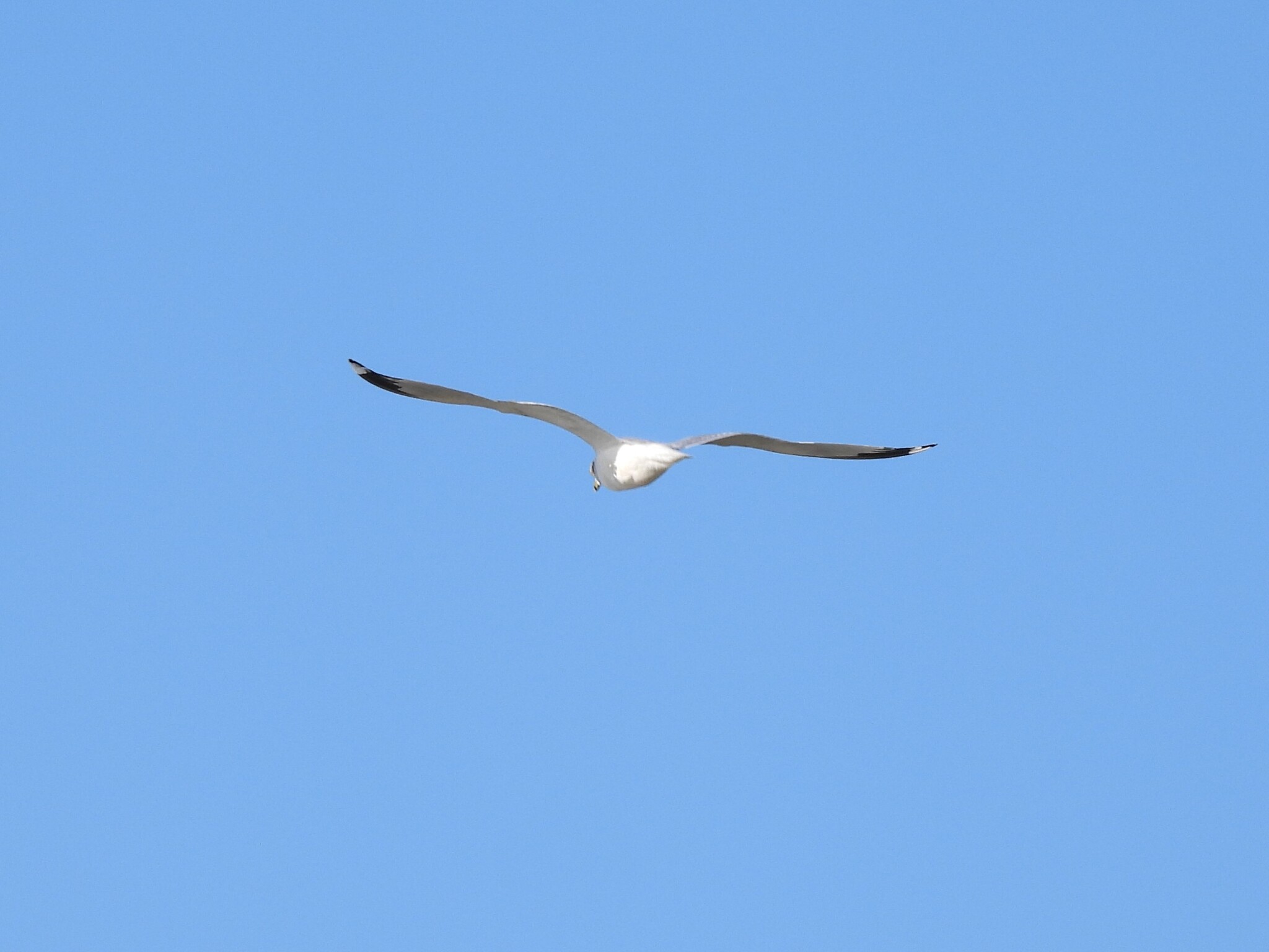 Ring-billed Gull (Larus delawarensis), photo 2