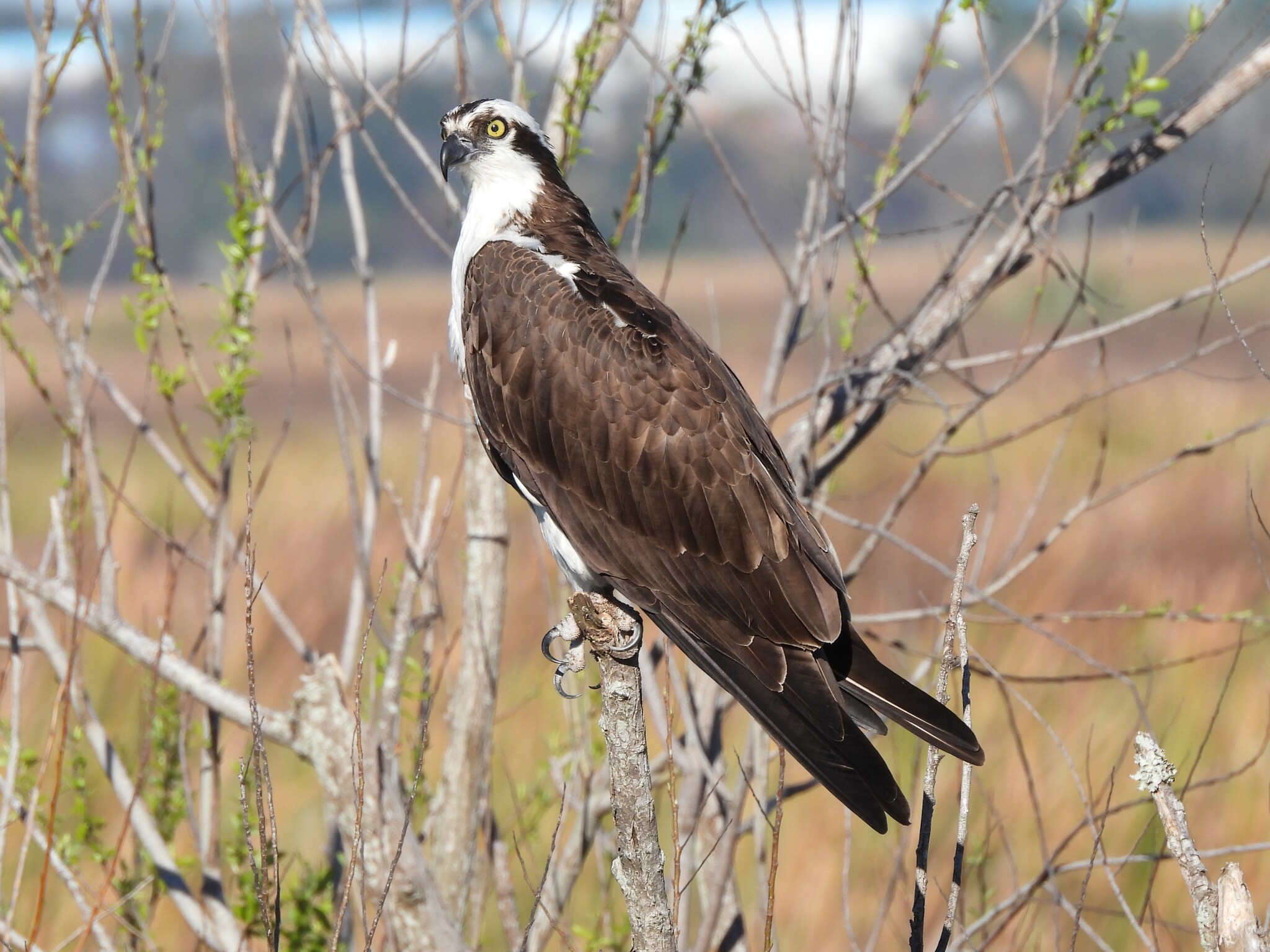 Osprey (Pandion haliaetus), photo 10