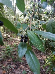 Daphnopsis malacophylla