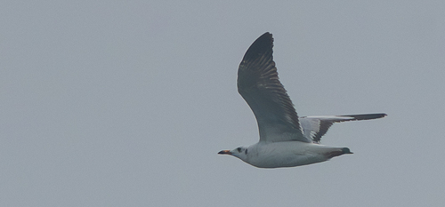 Brown-headed Gull (Chroicocephalus brunnicephalus)