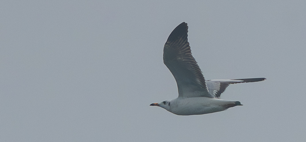Brown-headed Gull (Chroicocephalus brunnicephalus), photo 1