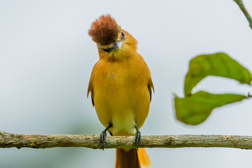Cinnamon Becard (Pachyramphus cinnamomeus)