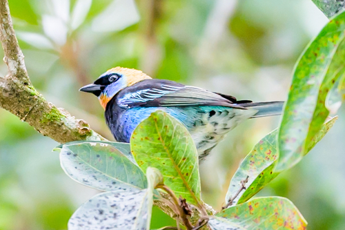 Golden-hooded Tanager (Stilpnia larvata)