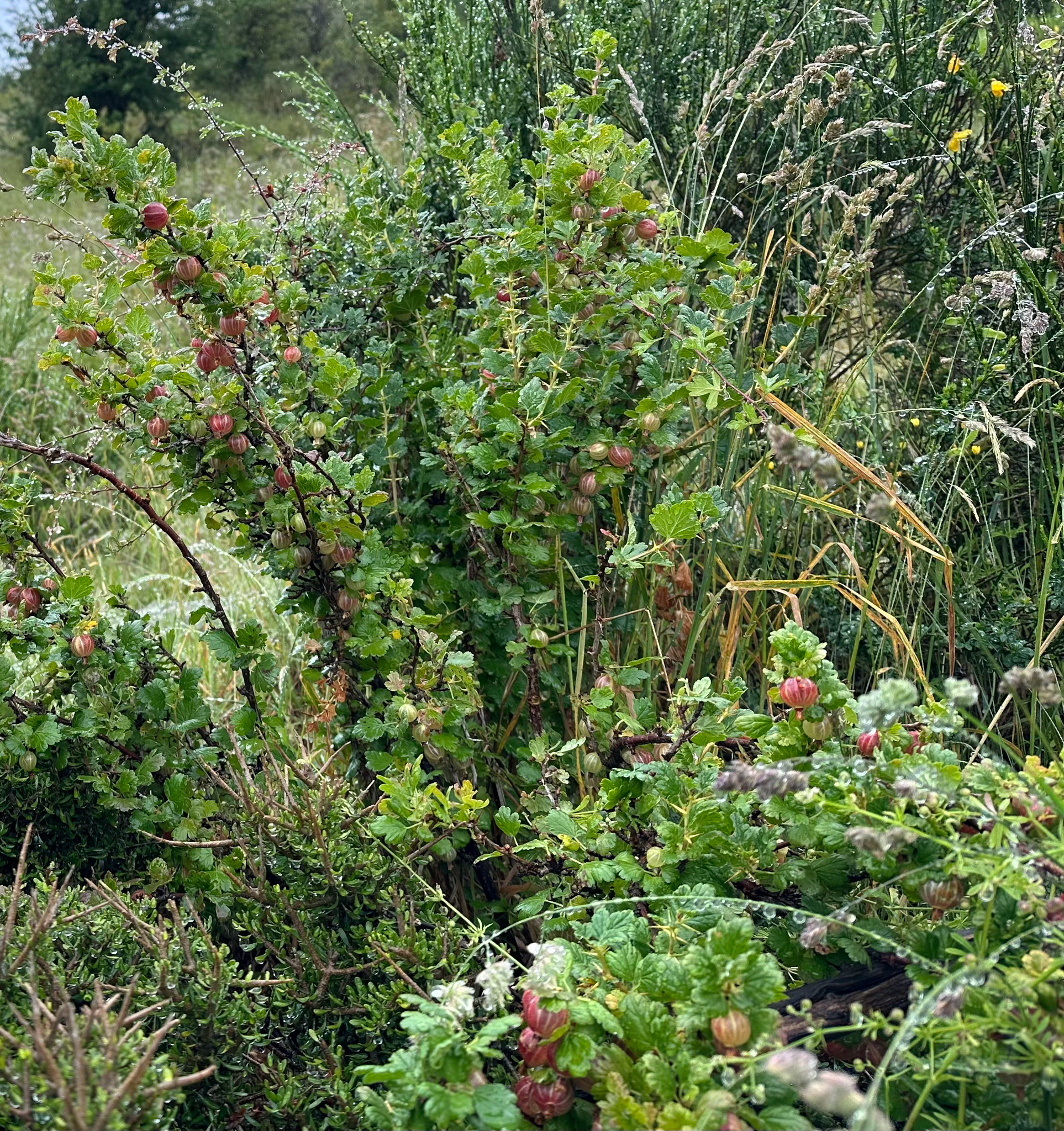 Photo by Nicola Baines via iNaturalist (Copyright Nicola Baines)