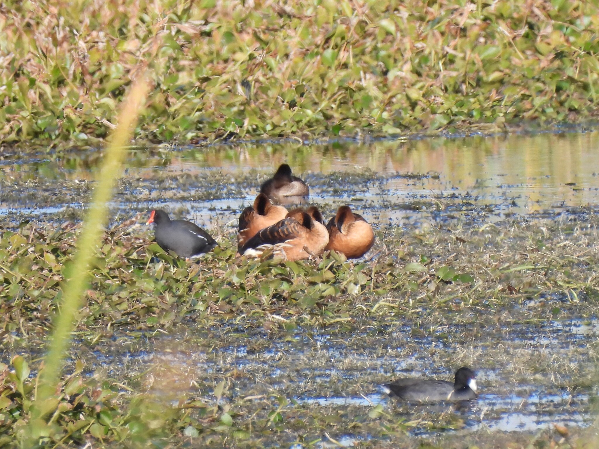 Fulvous Whistling Duck (Dendrocygna bicolor), photo 3