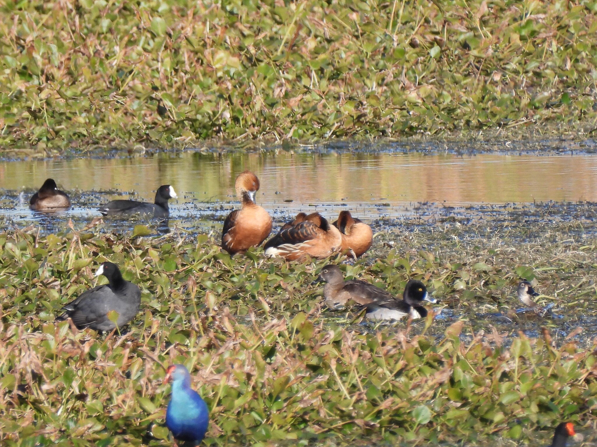 Fulvous Whistling Duck (Dendrocygna bicolor), photo 2