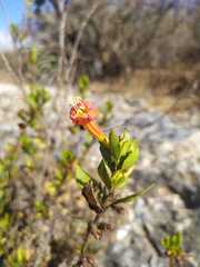 Hemichaena levigata