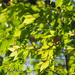 Japanese Zelkova - Photo (c) 葉子, some rights reserved (CC BY-NC-ND), uploaded by 葉子