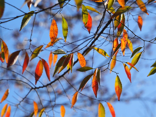 Japanese Zelkova