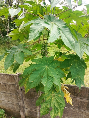 Ricinus communis