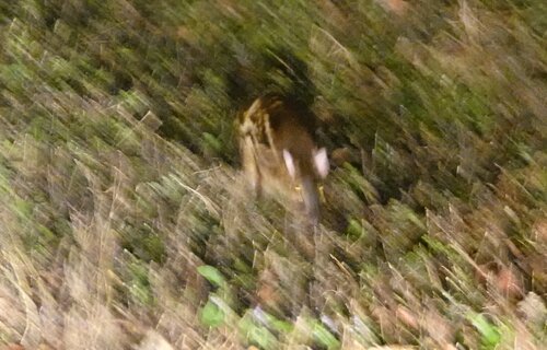 Indian Chevrotain